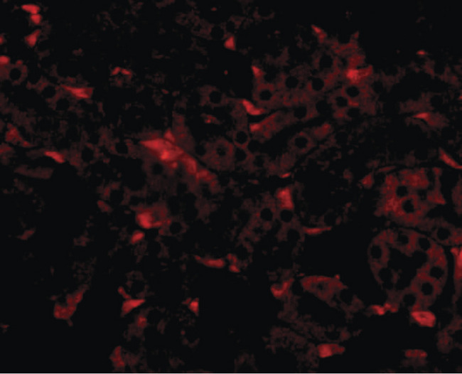 GNPDA2 Antibody - Immunofluorescence of GNPDA2 in mouse kidney tissue with GNPDA2 antibody at 20 ug/ml.