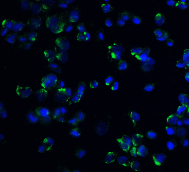 GOK / STIM1 Antibody - Immunofluorescence of STIM1 in mouse spleen tissue with STIM1 antibody at 20 ug/mL.  Green: STIM1 Antibody  Blue: DAPI staining