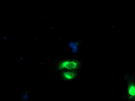 GOLM1 / GP73 / GOLPH2 Antibody - Anti-GOLM1 mouse monoclonal antibody immunofluorescent staining of COS7 cells transiently transfected by pCMV6-ENTRY GOLM1.