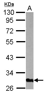GOLPH3 Antibody - Sample (50 ug of whole cell lysate) A: mouse lung 10% SDS PAGE GOLPH3 antibody diluted at 1:3000