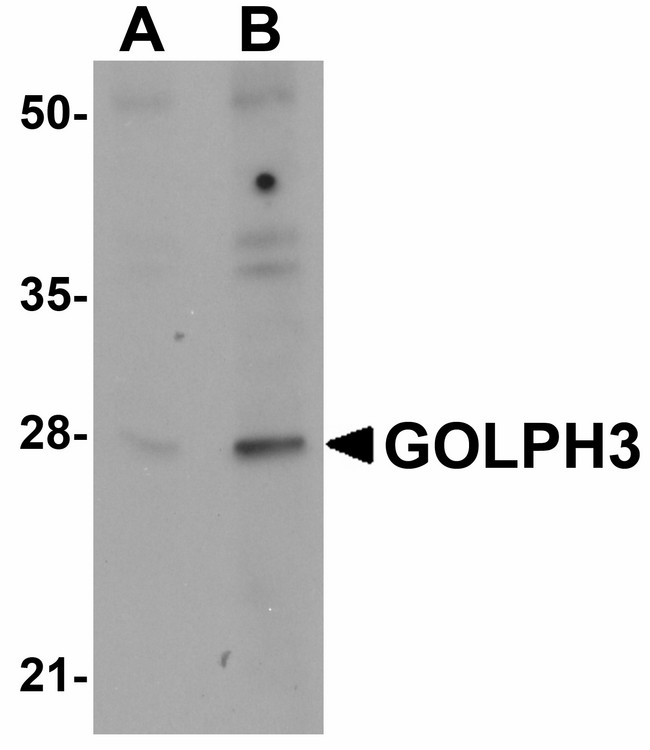 GOLPH3 Antibody - Western blot of GOLPH3 in rat lung tissue lysate with GOLPH3 antibody at (A) 0.5 and (B) 1 ug/ml.