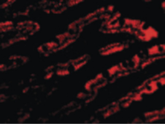 GOPC / PIST Antibody - Immunofluorescence of PIST in Rat Colon cells with PIST antibody at 10 ug/ml.