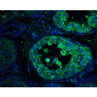 GOPC / PIST Antibody - Immunofluorescence of PIST in human testis tissue with PIST antibody at 20 µg/ml.Green: PIST Antibody  Blue: DAPI staining