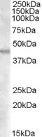 GOT2 Antibody - Antibody (0.03 ug/ml) staining of Human Kidney lysate (35 ug protein in RIPA buffer). Primary incubation was 1 hour. Detected by chemiluminescence.