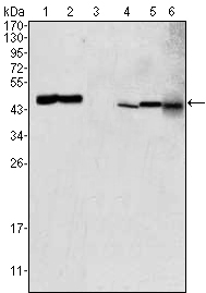GOT2 Antibody - Western blot using GOT2 mouse monoclonal antibody against HEK293 (1), PC-12 (2), HL-60 (3), BCBL-1 (4), HepG2 (5) and NIH/3T3 (6) cell lysate.