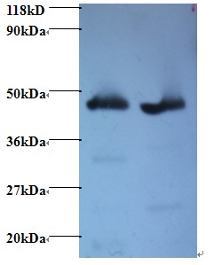 GOT2 Antibody - Western blot of Aspartate aminotransferase, mitochondrial antibody at 2 ug/ml. Lane 1: EC109 whole cell lysate. Lane 2: 293T whole cell lysate. Secondary: Goat polyclonal to Rabbit IgG at 1:15000 dilution. Predicted band size: 47 kDa. Observed band size: 47 kDa.  This image was taken for the unconjugated form of this product. Other forms have not been tested.