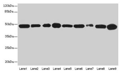 GOT2 Antibody - Western blot All lanes: Aspartate aminotransferase, mitochondrial antibody at 2µg/ml Lane 1: EC109 whole cell lysate Lane 2: 293T whole cell lysate Secondary Goat polyclonal to rabbit IgG at 1/10000 dilution Predicted band size: 48, 44 kDa Observed band size: 48 kDa