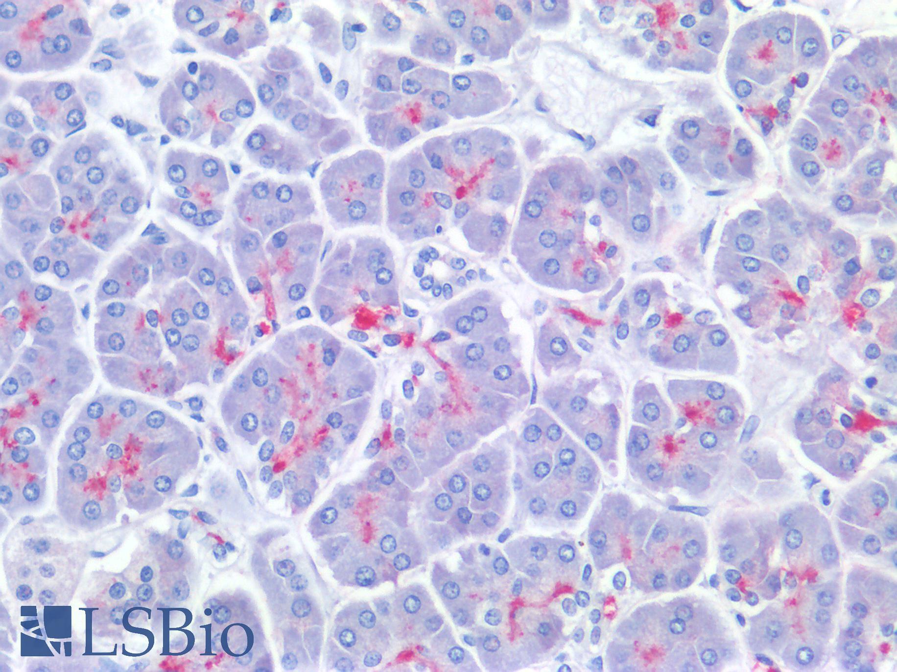 GP2 Antibody - Human Pancreas: Formalin-Fixed, Paraffin-Embedded (FFPE)