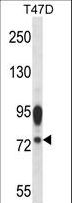 GP78 / AMFR Antibody - AMFR Antibody western blot of T47D cell line lysates (35 ug/lane). The AMFR antibody detected the AMFR protein (arrow).