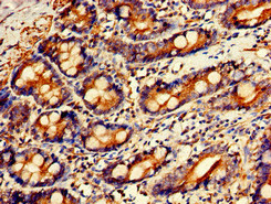 GPC1 / Glypican Antibody - Immunohistochemistry of paraffin-embedded human small intestine tissue at dilution of 1:100