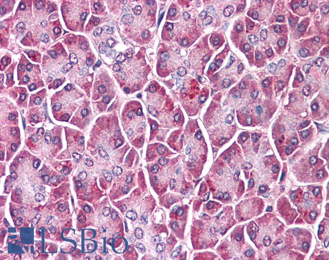 GPC4 / Glypican 4 Antibody - Anti-GPC4 / Glypican 4 antibody IHC of human pancreas. Immunohistochemistry of formalin-fixed, paraffin-embedded tissue after heat-induced antigen retrieval.