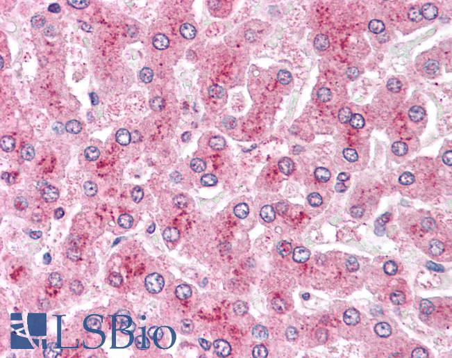GPC4 / Glypican 4 Antibody - Anti-GPC4 / Glypican 4 antibody IHC of human liver. Immunohistochemistry of formalin-fixed, paraffin-embedded tissue after heat-induced antigen retrieval.