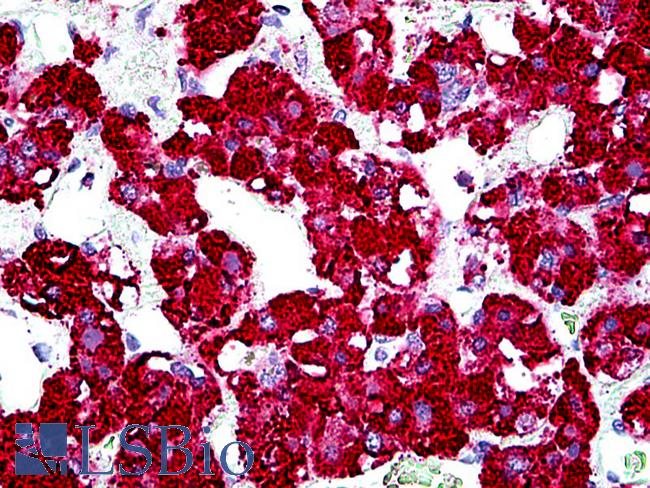 GPER1 / GPR30 Antibody - Anti-GPR30 antibody IHC of human adrenal. Immunohistochemistry of formalin-fixed, paraffin-embedded tissue after heat-induced antigen retrieval. Antibody concentration 3.75 ug/ml.