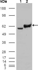 GPI Antibody - Western blot using GPI mouse monoclonal antibody against HEK293T cells transfected with the pCMV6-ENTRY control (1) and pCMV6-ENTRY GPI cDNA (2).