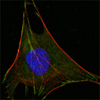 GPI Antibody - Confocal immunofluorescence of L-02 cells using GPI mouse monoclonal antibody (green). Red: Actin filaments have been labeled with DY-554 phalloidin. Blue: DRAQ5 fluorescent DNA dye.