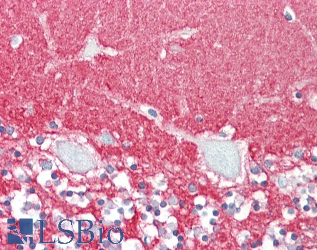 GPM6A / Glycoprotein M6A Antibody - Anti-GPM6A / M6A antibody IHC staining of human brain, cerebellum. Immunohistochemistry of formalin-fixed, paraffin-embedded tissue after heat-induced antigen retrieval.
