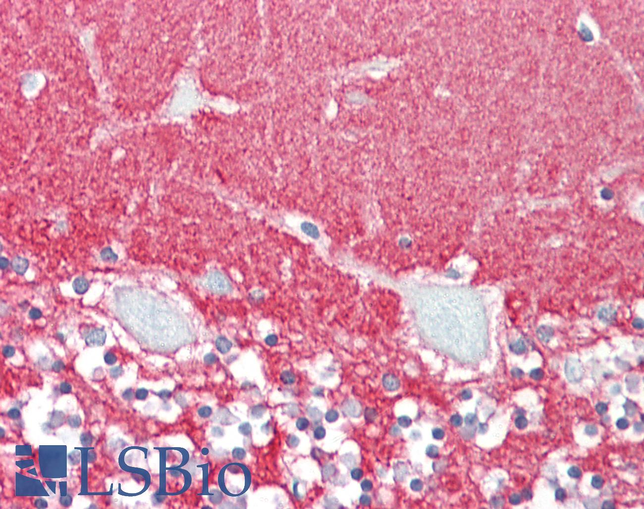 GPM6A / Glycoprotein M6A Antibody - Anti-GPM6A / M6A antibody IHC staining of human brain, cerebellum. Immunohistochemistry of formalin-fixed, paraffin-embedded tissue after heat-induced antigen retrieval.