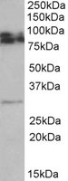 GPM6A / Glycoprotein M6A Antibody - GPM6A antibody (0.5 ug/ml) staining of Rat Brain lysate (35 ug protein/ml in RIPA buffer). Primary incubation was 1 hour. Detected by chemiluminescence.
