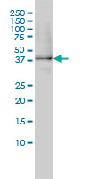 GPN1 / XAB1 Antibody - XAB1 monoclonal antibody clone 3E1 Western blot of XAB1 expression in HL-60.