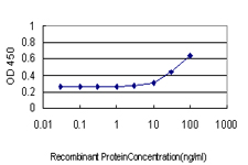 GPN1 / XAB1 Antibody - Detection limit for recombinant GST tagged XAB1 is approximately 3 ng/ml as a capture antibody.