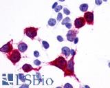 GPR137B Antibody - Anti-GPR137B / TM7SF1 antibody immunocytochemistry (ICC) staining of HEK293 human embryonic kidney cells transfected with GPR137B / TM7SF1.