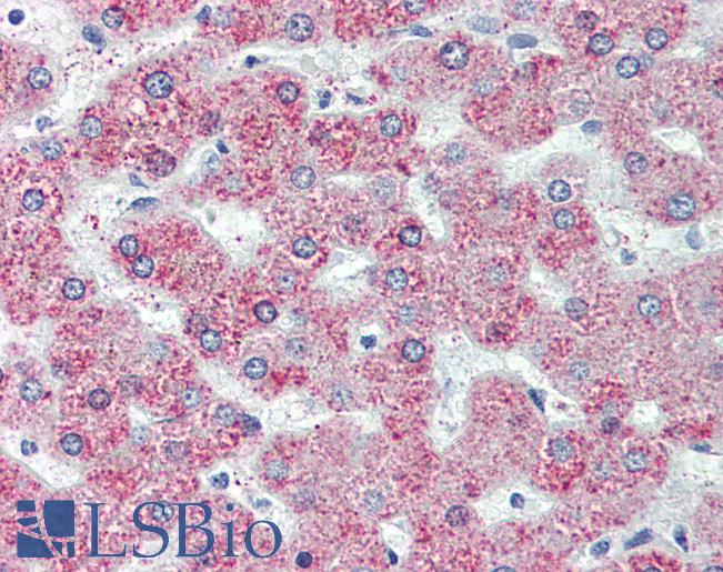 GPR146 Antibody - Anti-GPR146 antibody IHC of human liver. Immunohistochemistry of formalin-fixed, paraffin-embedded tissue after heat-induced antigen retrieval.