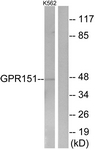 GPR151 Antibody - Western blot of extracts from K562 cells, using GPR151 Antibody. The lane on the right is treated with the synthesized peptide.