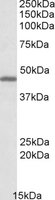 GPR17 Antibody - GPR17 antibody (0.1 ug/ml) staining of Human Cerebellum lysate (35 ug protein/ml in RIPA buffer). Primary incubation was 1 hour. Detected by chemiluminescence.