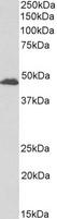 GPR17 Antibody - GPR17 antibody (0.3ug/ml) staining of Rat Brain lysate (35ug protein in RIPA buffer). Primary incubation was 1 hour. Detected by chemiluminescence.