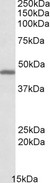 GPR17 Antibody - GPR17 antibody (0.1µg/ml) staining of Human Cerebellum lysate (35µg protein in RIPA buffer). Primary incubation was 1 hour. Detected by chemiluminescence.