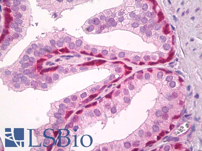 GPR171 Antibody - Anti-GPR171 antibody IHC of human prostate. Immunohistochemistry of formalin-fixed, paraffin-embedded tissue after heat-induced antigen retrieval. Antibody dilution 5 ug/ml.