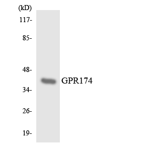 GPR174 Antibody - Western blot analysis of the lysates from HeLa cells using GPR174 antibody.