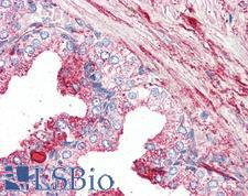 GPR27 Antibody - Anti-GPR27 antibody IHC of human prostate. Immunohistochemistry of formalin-fixed, paraffin-embedded tissue after heat-induced antigen retrieval.