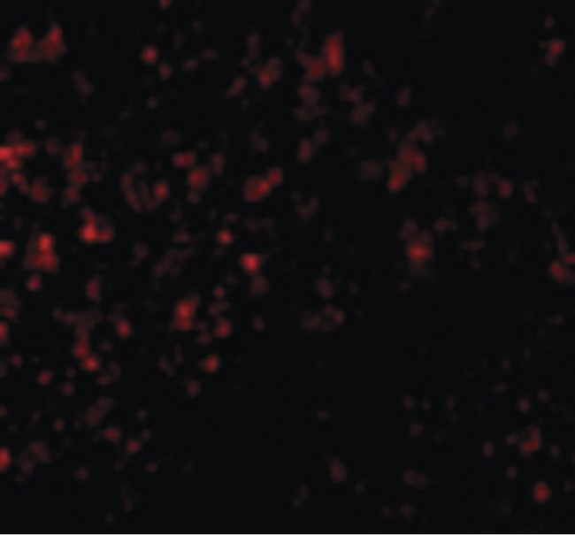 GPR3 Antibody - Immunofluorescence of GPR3 in Human Spleen cells with GPR3 antibody at 20 ug/ml.