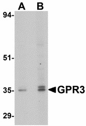 GPR3 Antibody - Western blot of GPR3 in EL4 cell lysate with GPR3 antibody at (A) 1 and (B) 2 ug/ml.
