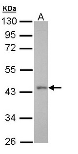 GPR32 Antibody - Sample (30 ug of whole cell lysate). A: H1299. 10% SDS PAGE. GPR32 antibody diluted at 1:500