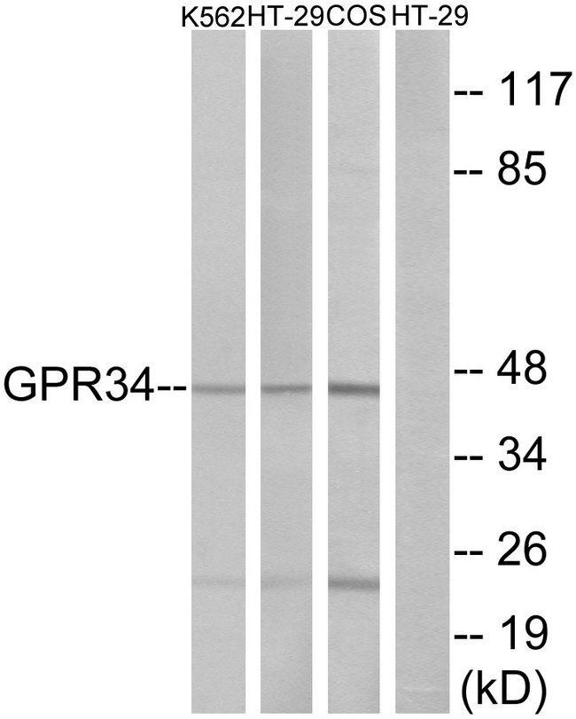 GPR34 Antibody - Western blot analysis of lysates from HT-29, K562, and COS7 cells, using GPR34 Antibody. The lane on the right is blocked with the synthesized peptide.