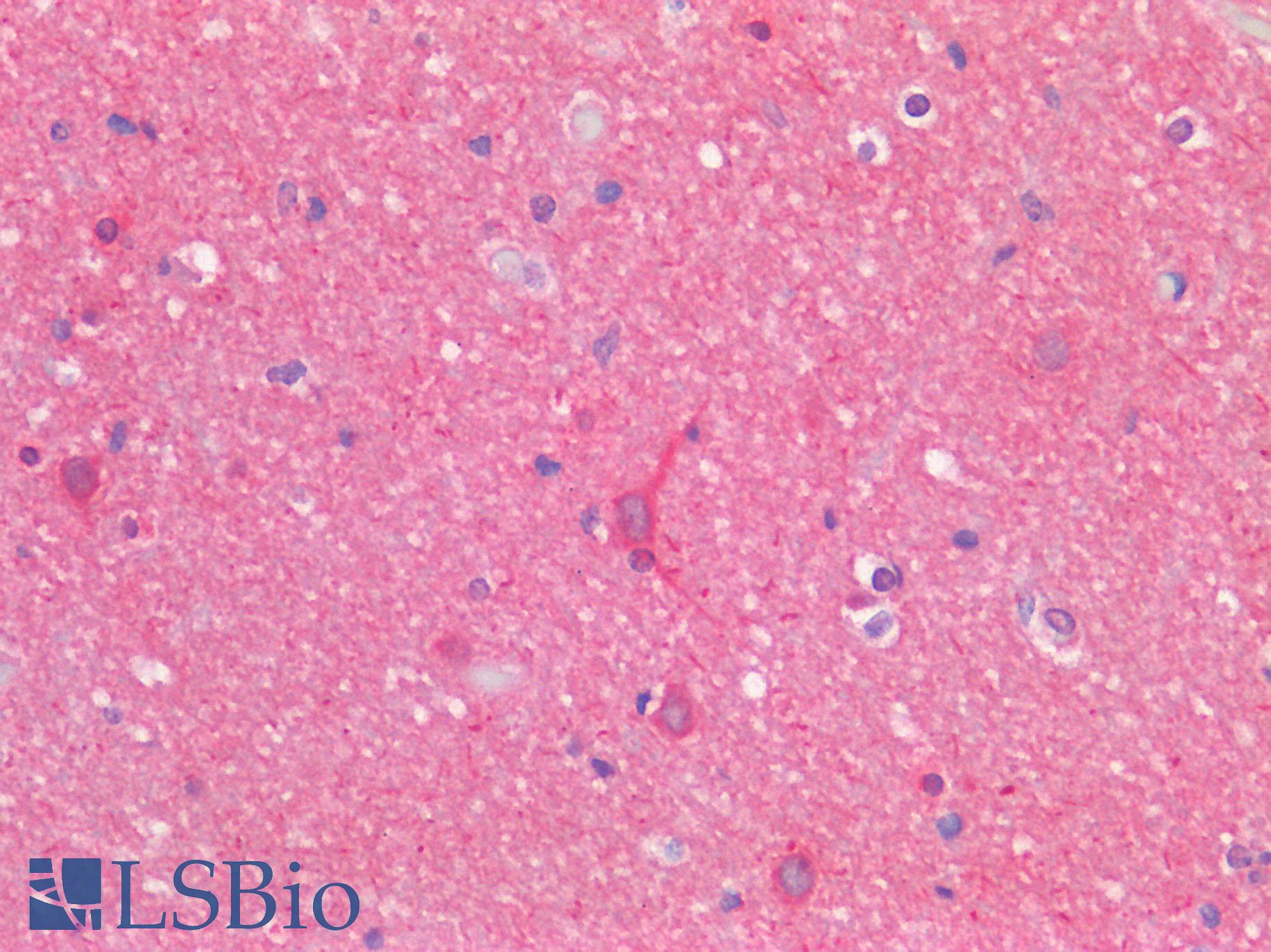 GPR68 / OGR1 Antibody - Human Brain, Cortex: Formalin-Fixed, Paraffin-Embedded (FFPE)
