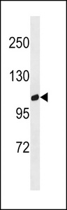 GPRC6A Antibody - GPRC6A Antibody western blot of human placenta tissue lysates (35 ug/lane). The GPRC6A antibody detected the GPRC6A protein (arrow).