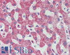 GPSM2 / LGN Antibody - Human Liver: Formalin-Fixed, Paraffin-Embedded (FFPE)