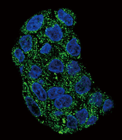 GPX1 / Glutathione Peroxidase Antibody - Confocal immunofluorescence of GPX1 Antibody with HepG2 cell followed by Alexa Fluor 488-conjugated goat anti-rabbit lgG (green). DAPI was used to stain the cell nuclear (blue).