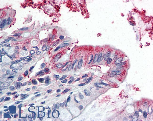 GPX3 Antibody - Anti-GPX3 antibody IHC of human colon. Immunohistochemistry of formalin-fixed, paraffin-embedded tissue after heat-induced antigen retrieval. Antibody concentration 5 ug/ml.