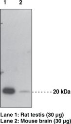 GPX4 / MCSP Antibody - Western blot of GPX4 / MCSP antibody.