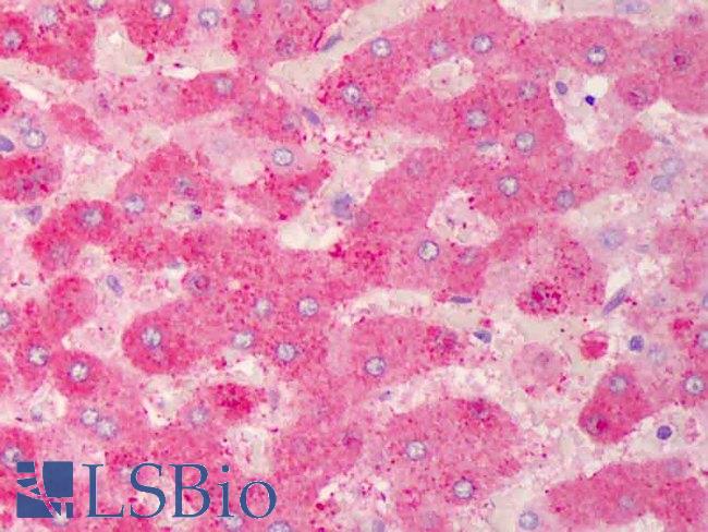 GPX7 Antibody - Anti-GPX7 antibody IHC of human liver. Immunohistochemistry of formalin-fixed, paraffin-embedded tissue after heat-induced antigen retrieval. Antibody concentration 10 ug/ml.