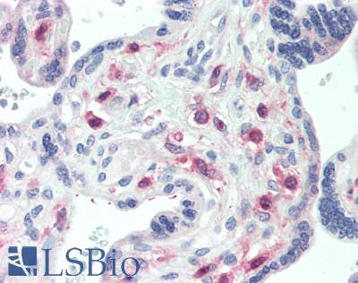 GRAB / RAB3IL1 Antibody - Human Placenta: Formalin-Fixed, Paraffin-Embedded (FFPE)