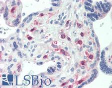 GRAB / RAB3IL1 Antibody - Human Placenta: Formalin-Fixed, Paraffin-Embedded (FFPE)