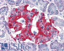 GRB2 Antibody - Anti-GRB2 antibody IHC of human pancreas. Immunohistochemistry of formalin-fixed, paraffin-embedded tissue after heat-induced antigen retrieval. Antibody concentration 5 ug/ml.