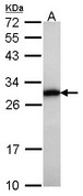 GRB2 Antibody - Sample (30 ug of whole cell lysate). A: Raji. 12% SDS PAGE. GRB2 antibody diluted at 1:1000. 
