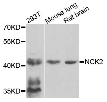 GRB4 / NCK2 Antibody - Western blot blot of extracts of various cells, using NCK2 antibody.