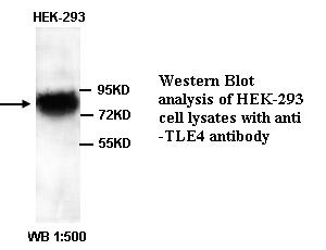 GRG4 / TLE4 Antibody